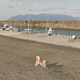 There’s a dog following the Google Street View car and he is precious