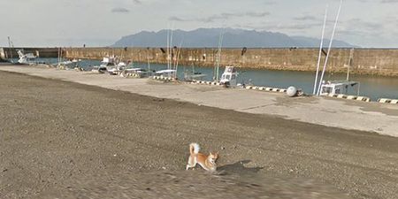 There’s a dog following the Google Street View car and he is precious