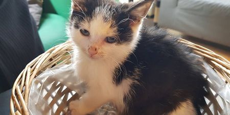 The Cat Lounge in Dublin issues urgent appeal after one of their kittens is taken
