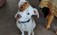 A deaf dog knows sign language now and he is the Best Boy