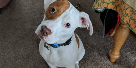 A deaf dog knows sign language now and he is the Best Boy