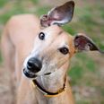Dogs Trust can’t find greyhounds their ‘forever home’ and the video will MELT you