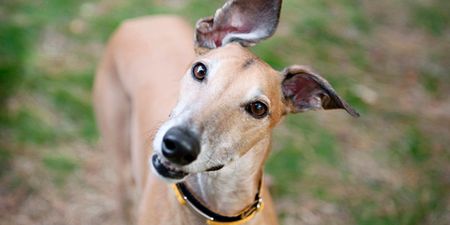 Dogs Trust can’t find greyhounds their ‘forever home’ and the video will MELT you