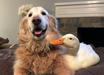 Dog and his ducks prove friendship comes in all shapes, sizes… and species