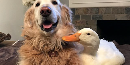 Dog and his ducks prove friendship comes in all shapes, sizes… and species