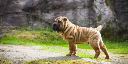 Shar-pei… the wrinkly dogs that are just darling and we love them so
