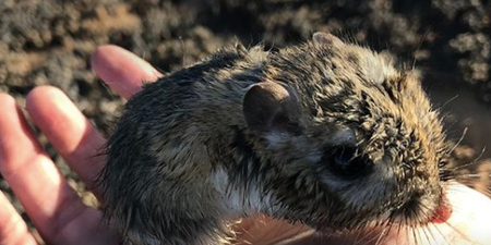 A kangaroo rat people thought was extinct is BACK and he is adorable