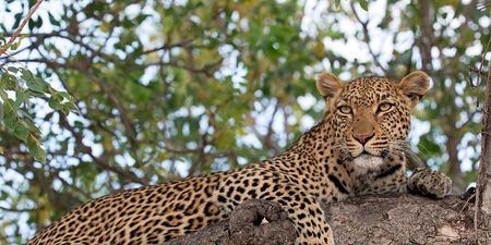 Toddler dies in leopard attack at wildlife park in Uganda