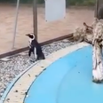 A penguin chasing a butterfly is the content that you need to see today
