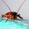 Cockroach milk is now a ‘superfood’ and absolutely no hope in Hell