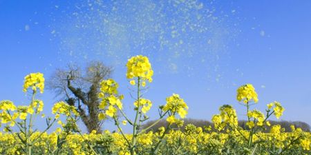 How do I stop hay fever and why does it happen at this time of year?