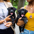 The Dogist Instagram account is about to change your life for the better
