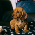 You can now bring your pup to a Dachshund Hotel in the UK