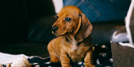 You can now bring your pup to a Dachshund Hotel in the UK