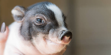Here are 7 photos proving piglets are the cutest and sweetest animals to roam this earth