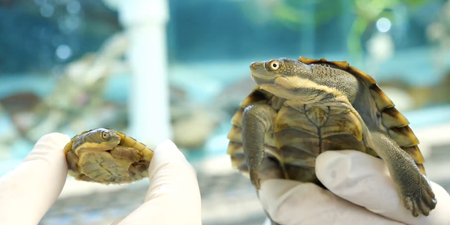 Small, cute turtles ‘virtually wiped out’ are back at it again and it’s delightful