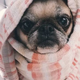 17 pictures of pugs to make your day go a whole lot smoother