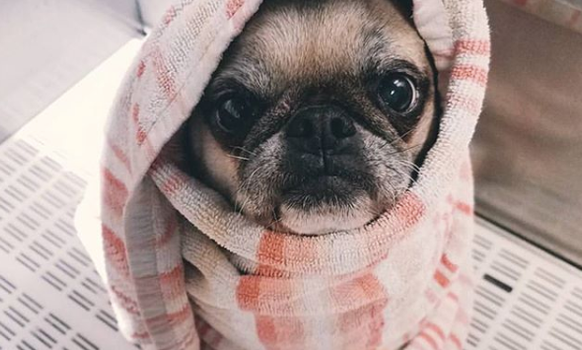 pugs