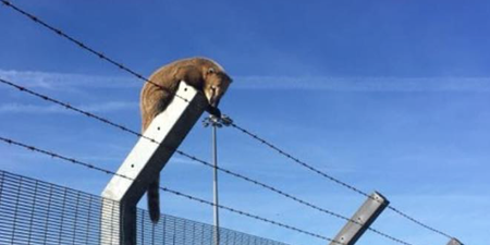 Cork Airport shares appeal for ‘owner’ after an exotic animal was found today