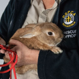 An airport had to be evacuated after a pet rabbit caused a bomb scare