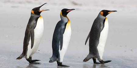 Some penguins are in a more loving relationship than you and here’s the proof