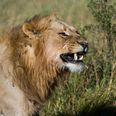 Rhino poachers savaged and eaten by lions in South Africa