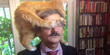 This interview was brilliantly ruined by interviewee’s cat live on TV
