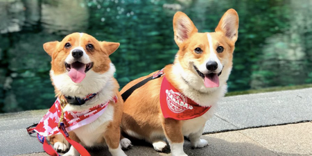 There was a corgi beach party in Vancouver this weekend and the pics are GLORIOUS