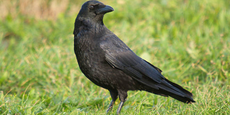 There is an ‘epidemic of crows’ in Limerick at the moment