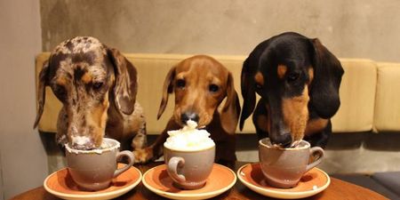 There’s a dachshund café opening in London next month and OMG