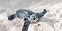 Critically endangered sea turtle found dead as a result of littering