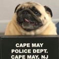 A pug got arrested and his mugshot is cuter than you will ever be