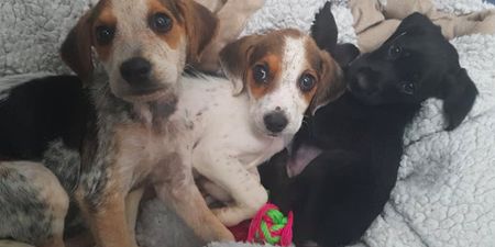 A total of 16 puppies have been rescued from ‘appalling conditions’ in Galway