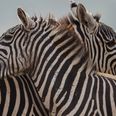 Zoo denies painting donkey black and white to pass it off as a zebra