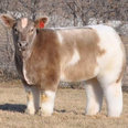 Blow dried cows are extremely satisfying and they will relax you to no end
