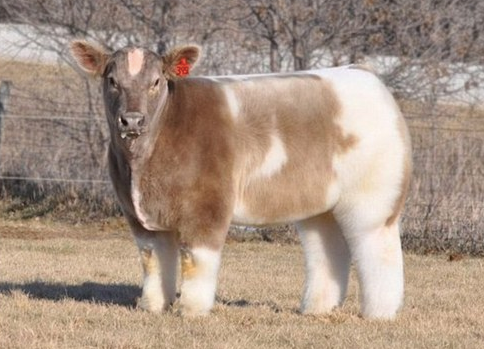 blow dried cow