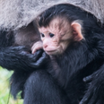 Rare lion-tailed monkey born in Fota Wildlife Park for the first time in 4 years