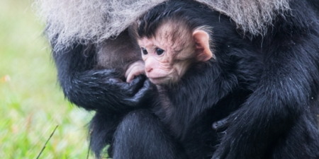 Rare lion-tailed monkey born in Fota Wildlife Park for the first time in 4 years