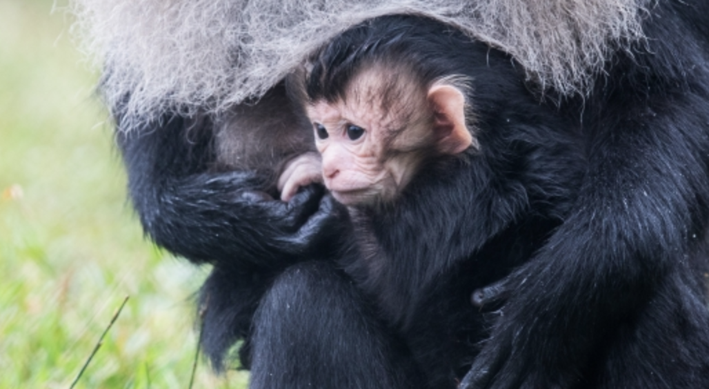 WATCH: Fota Wildlife Park welcomes rare monkeys to Asian Sanctuary