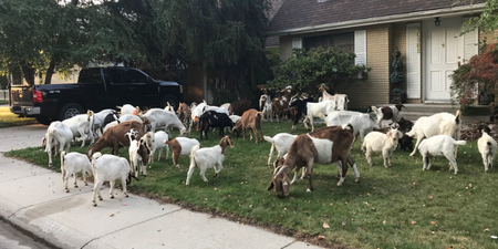 100 goats got loose in a US neighbourhood and ate ‘everything in sight’