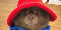 This GORGE pomeranian looks exactly like Paddington Bear and the Internet can’t deal