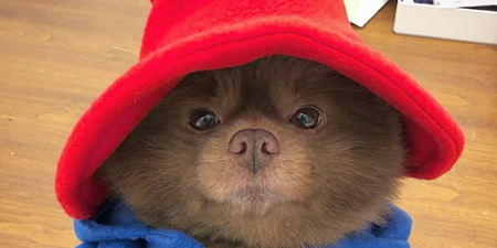 This GORGE pomeranian looks exactly like Paddington Bear and the Internet can’t deal