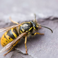 Apparently wasps have been drunk this summer and that’s why they’re attacking people
