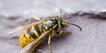Apparently wasps have been drunk this summer and that’s why they’re attacking people
