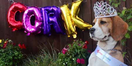 An animal Rose of Tralee exists – and the 32 counties’ representatives are such good boys