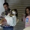 Pregnant dog walks all the way to hospital after being stabbed