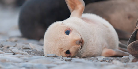21 pictures of baby seals that will make you forget all about the futility of existence