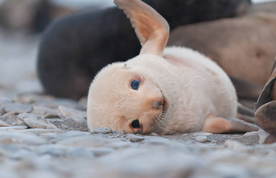 baby seals