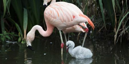 Dublin Zoo has welcomed nine flamingo chicks and they are too adorable