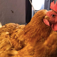Want to adopt some hens? Animal sanctuary urgently seeking homes for many rescues